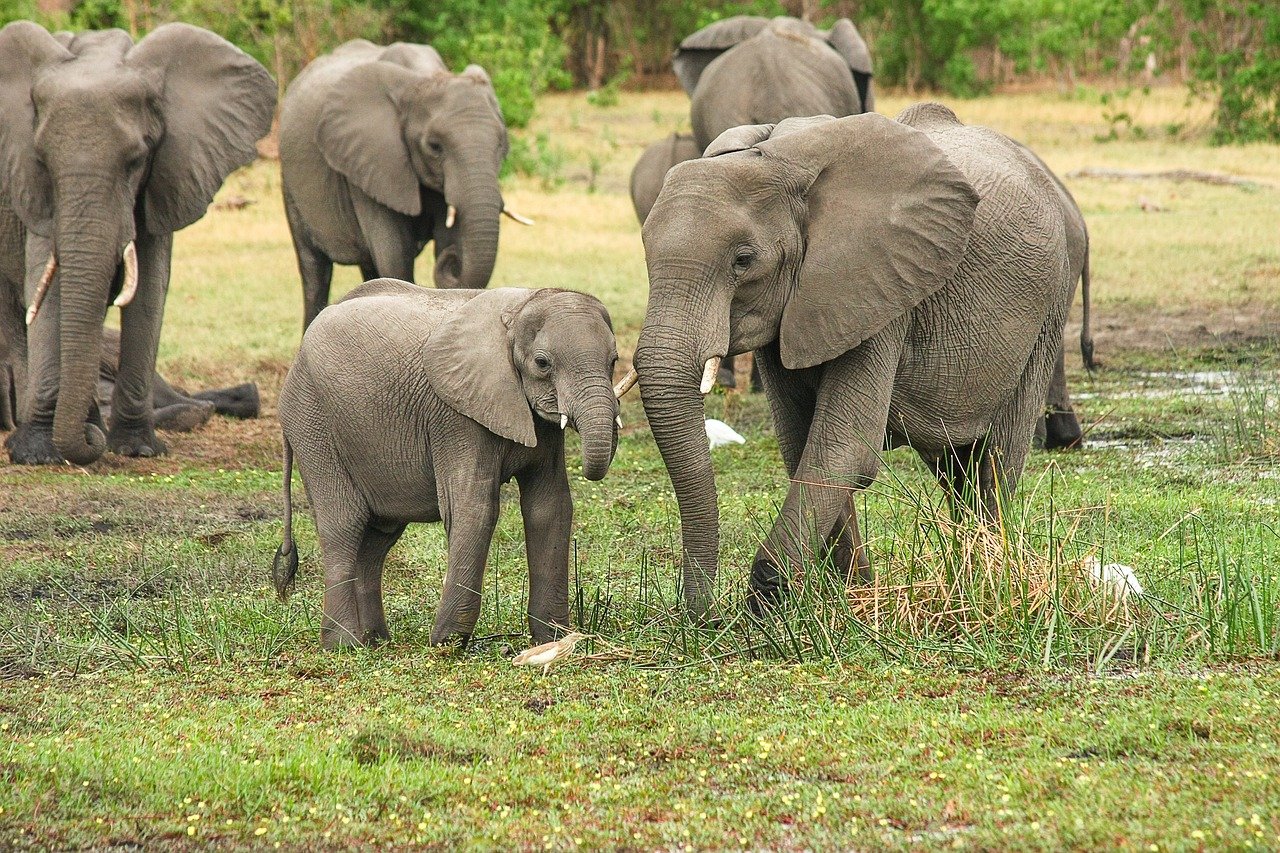 l'Afrique du Sud, l'aventure à l'extrême Sud de l'Afrique. Présenté par Twain